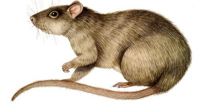 Rattus Norveticus